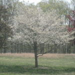 Flowering Dogwood