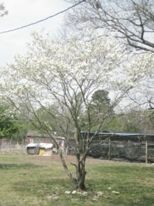 Flowering Dogwood