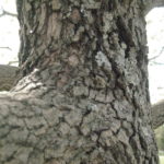 Bark of the Dogwood