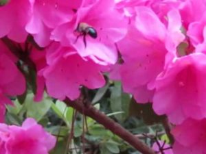 azalea-with-bee