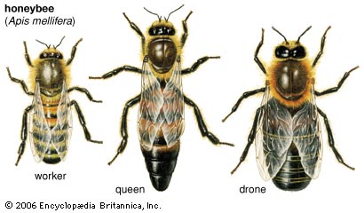 honeybee-worker-queen-drone