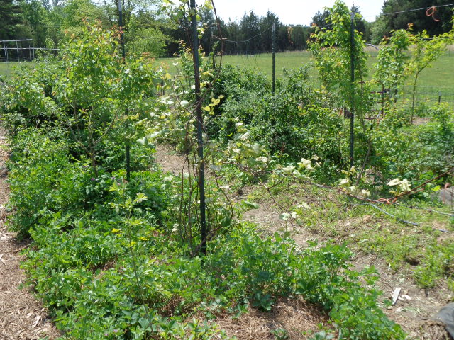 Food forest in its developmental stage.