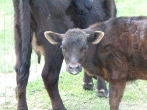 Black Angus calf and her mama