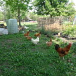 Mixed breeds of chickens free-ranging in green grass.