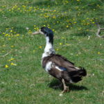 Duck profile in meadow.