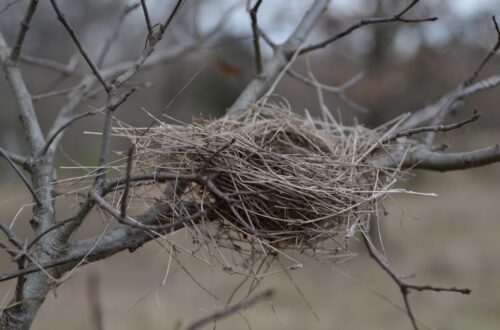 empty nest in a tree branch