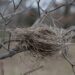empty nest in a tree branch