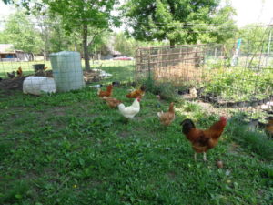 Mixed breeds of chickens free-ranging in green grass.