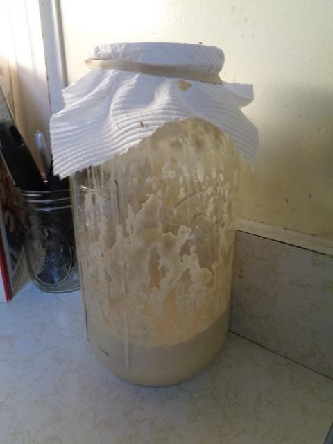 Sourdough Starter in 1/2-gallon Mason jar