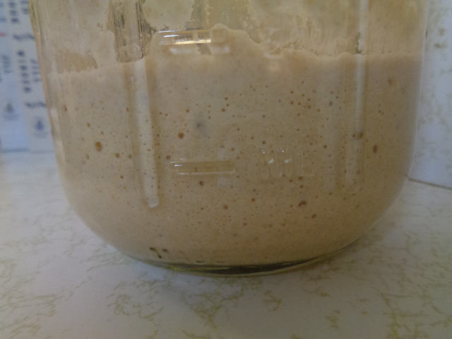 Bubbling sourdough starter from freshly ground whole wheat flour